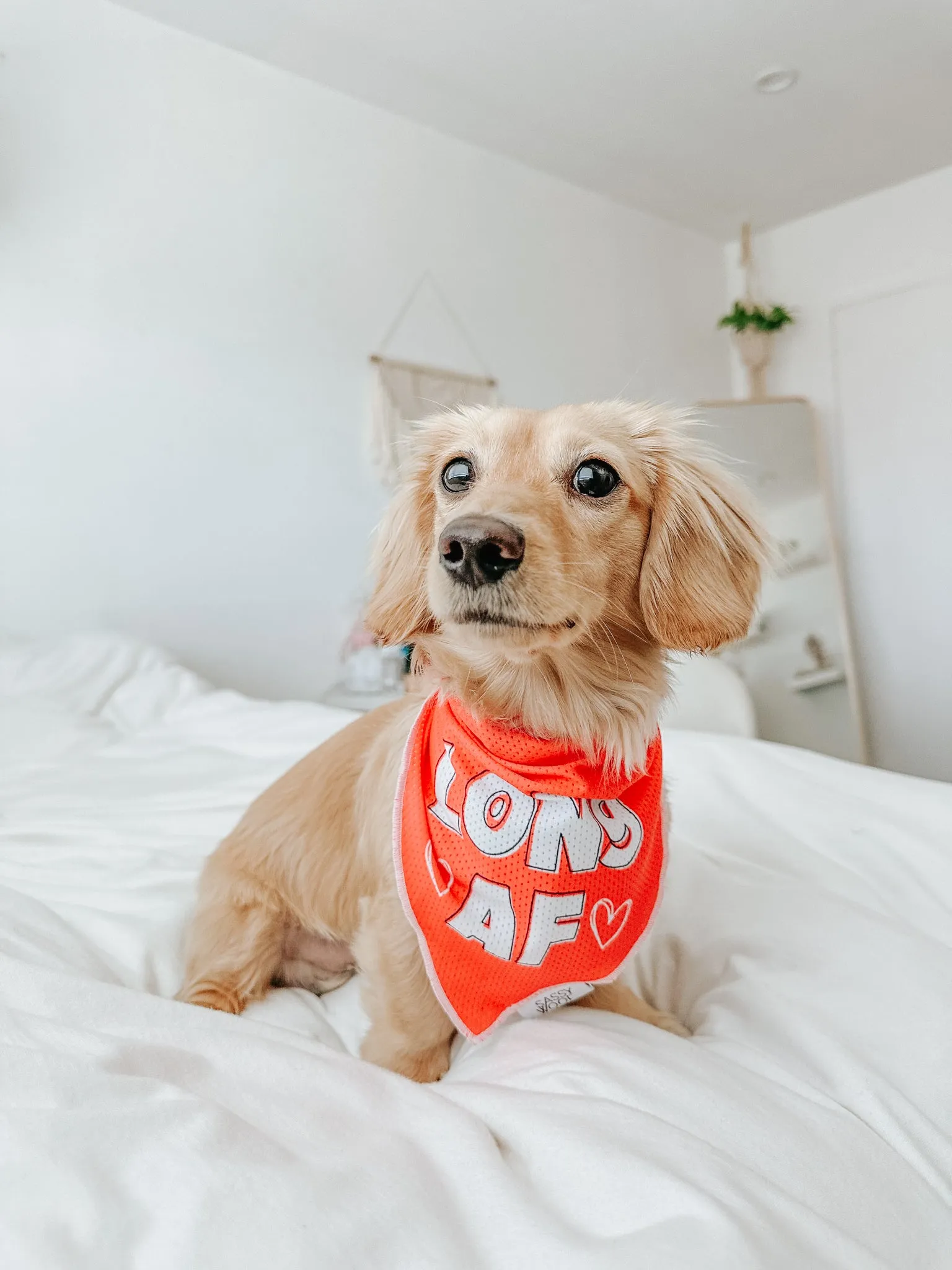 Dog Bandana - Long AF